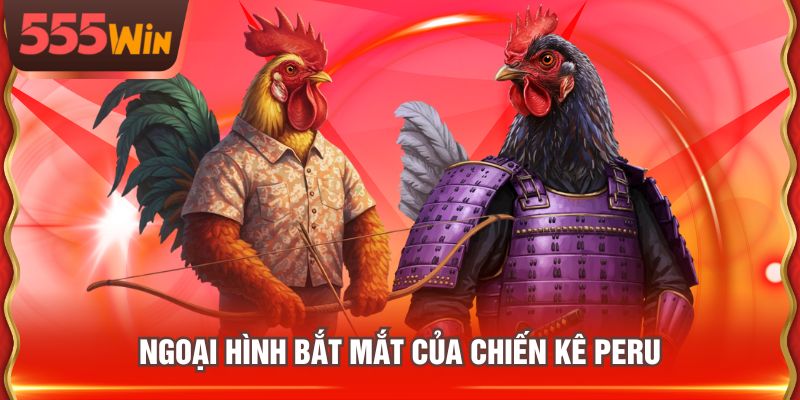 Ngoại hình bắt mắt của chiến kê Peru